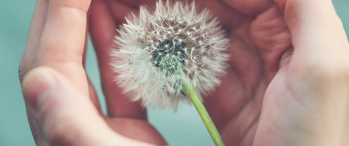 Pusteblume in schützender Hand