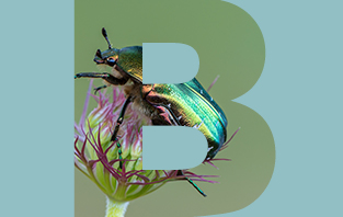 Beatle