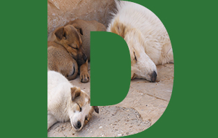 Dogs