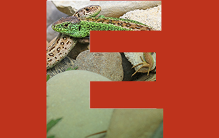 Eidechse A Z Reformiert De