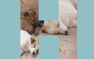 Hund Az Reformiert De