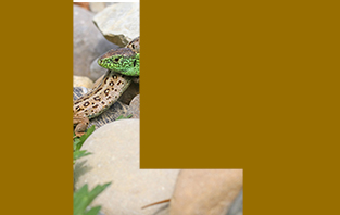 Lizard
