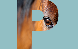 Pferd A Z Reformiert De