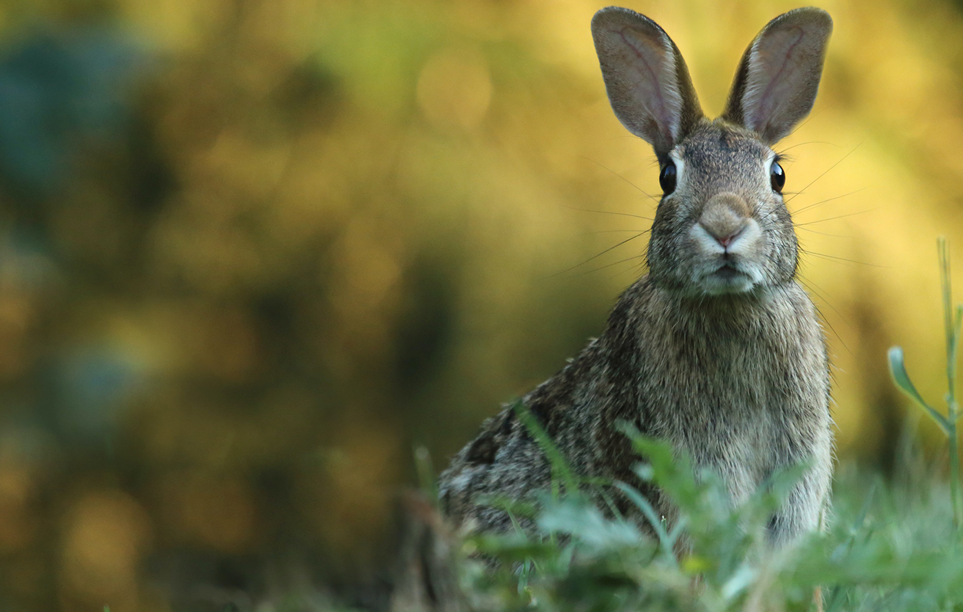 Ostern Hase1