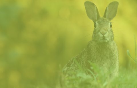 Ostern Hase2