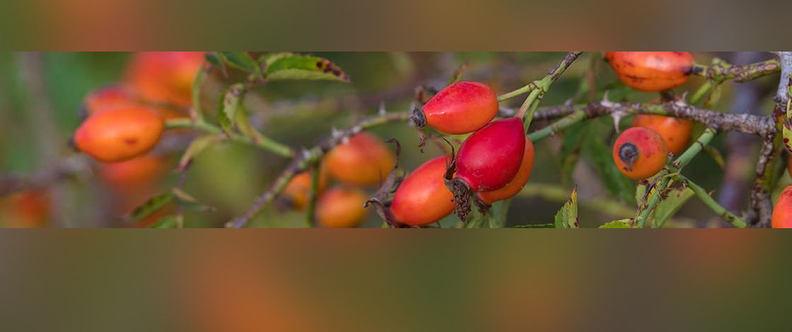 Secret des plantes: balade à Tramelan